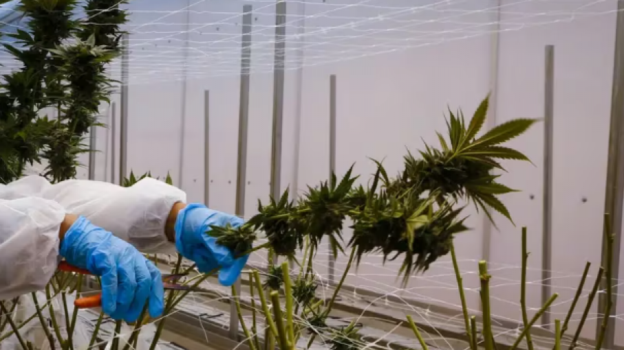 Cambios en las reglas para el sector cannabis en Colombia: Gobierno Petro modifica Normativas clave
