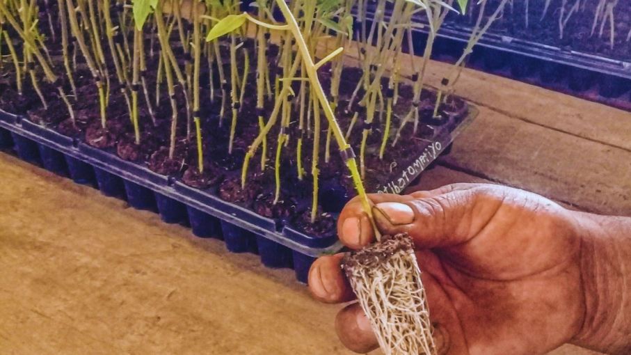 Hortalizas injertadas: una alternativa productiva sustentable