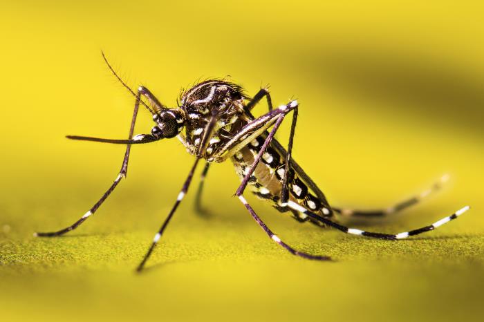 Conicet logra avances en el control del dengue