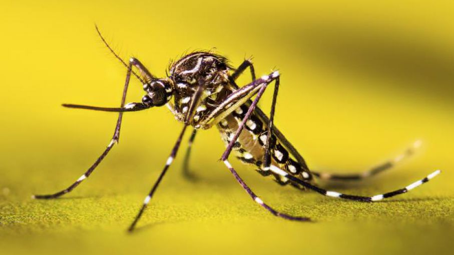 La Comisión de Sanidad Ambiental del CPIA se pronunció sobre la invasión de mosquitos y la situación del Dengue