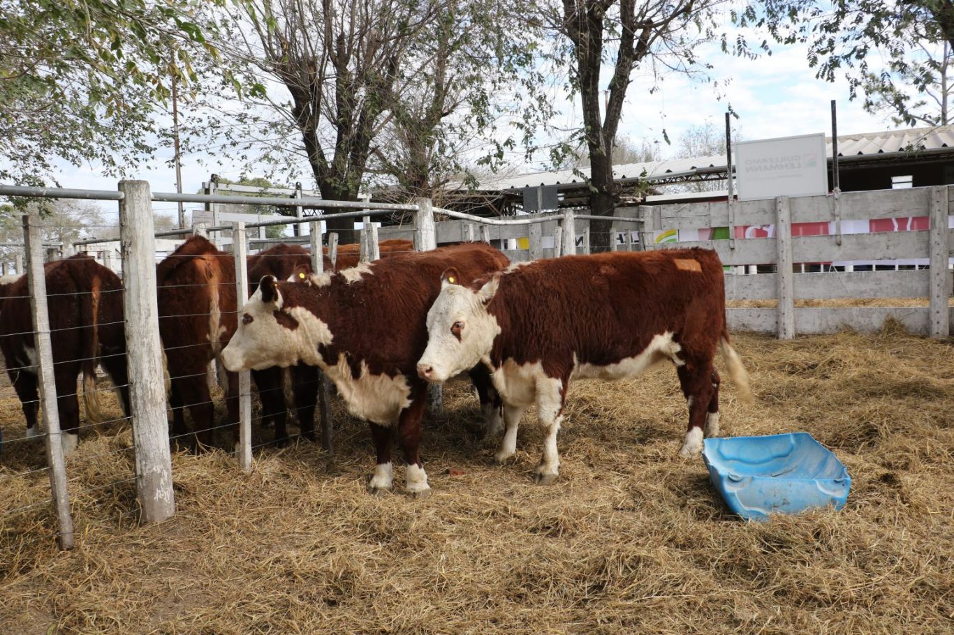 Rosgan cerró una semana de amplio alcance federal con la venta de 25.000 animales en sus remates