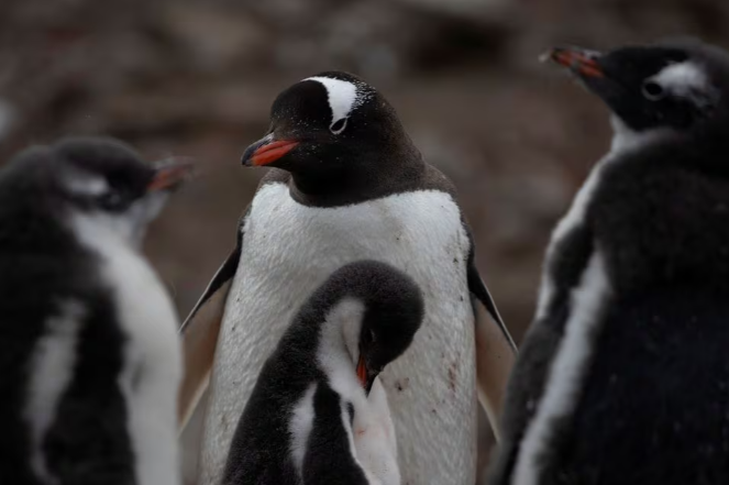 Confirmación de gripe aviar en la Antártida Continental: Un riesgo potencial para las colonias de pingüinos