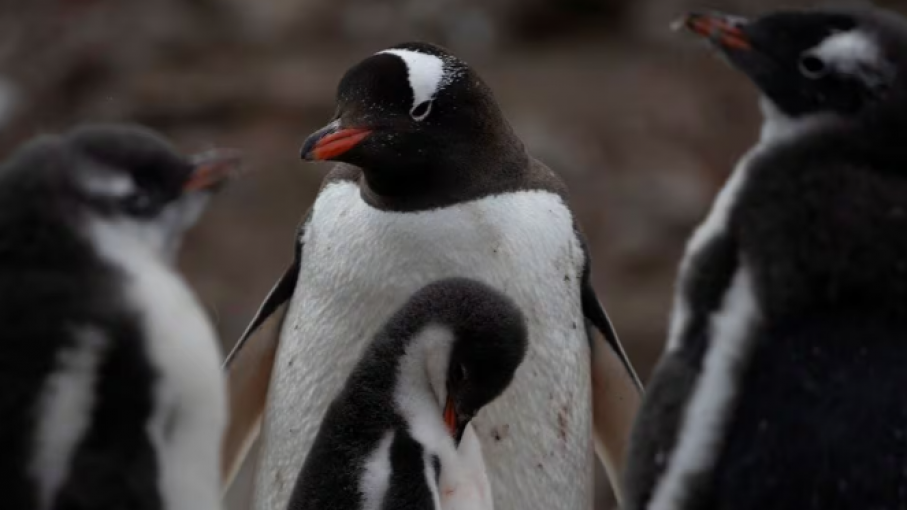 Confirmación de gripe aviar en la Antártida Continental: Un riesgo potencial para las colonias de pingüinos
