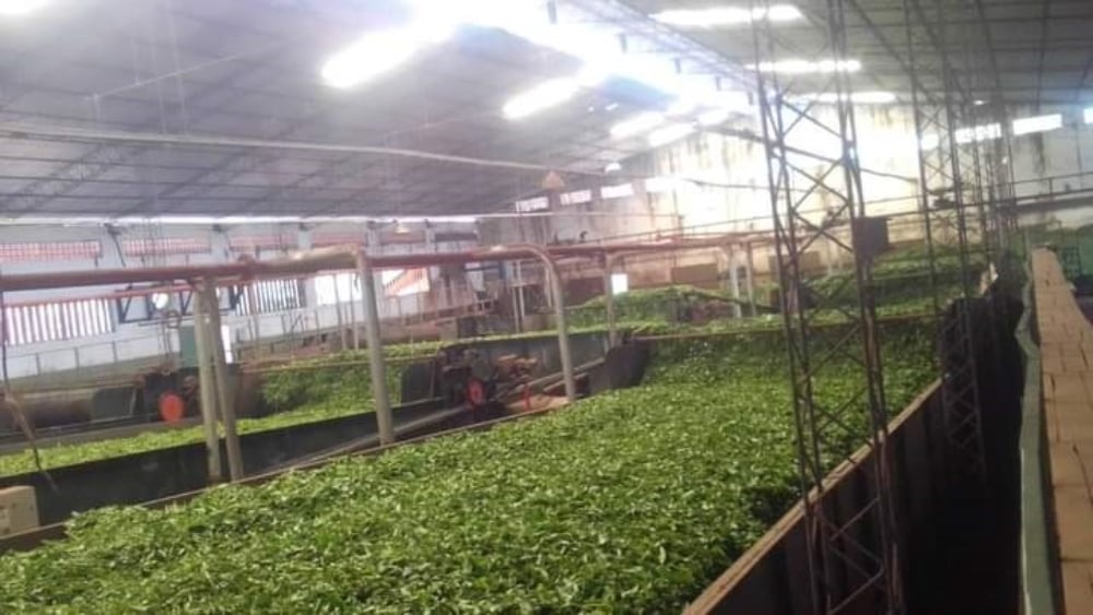 Secaderos de té recibieron créditos por $270 millones por parte del Gobierno de Misiones