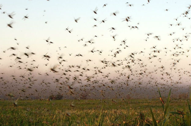 Alerta fitosanitaria en Argentina por plaga de langostas que amenaza cultivos 