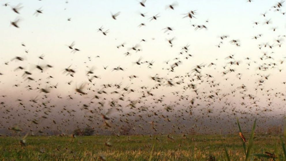 Alerta fitosanitaria en Argentina por plaga de langostas que amenaza cultivos 