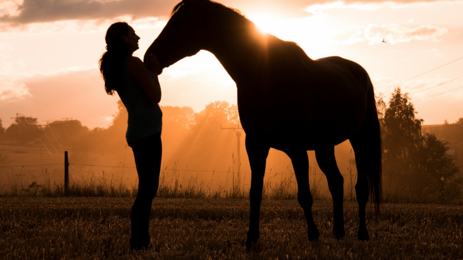 La observación de un caballo