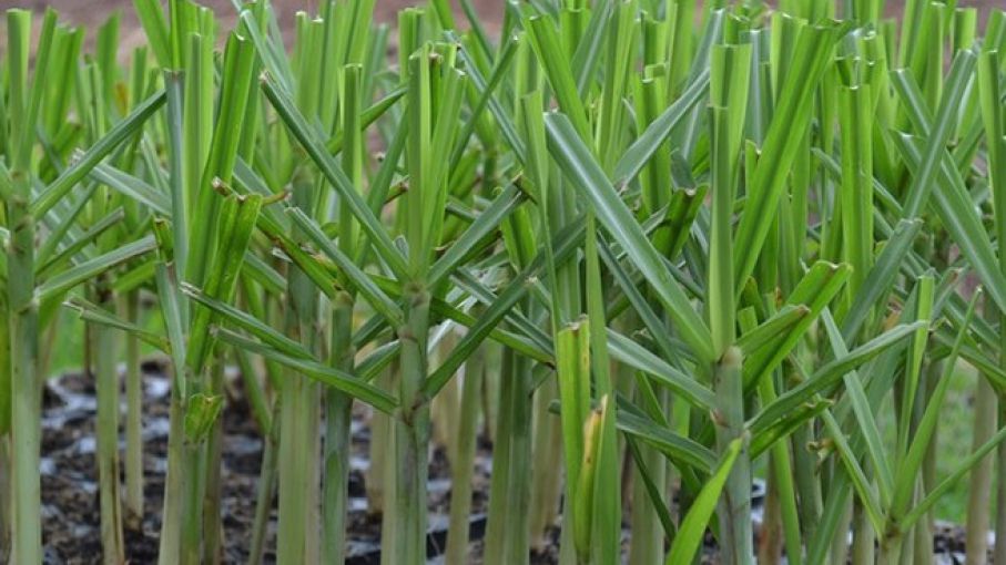 Agricultura aprobó nuevos ensayos de una caña de azúcar genéticamente modificada