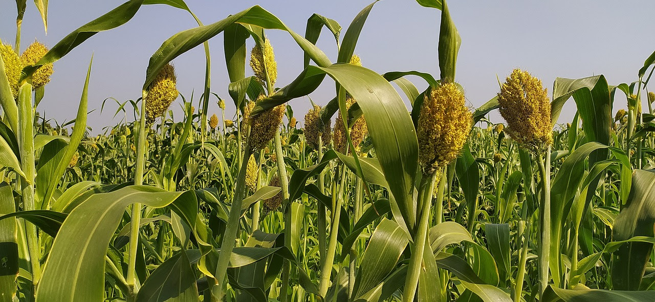 Sorgo en la rotación: Versatilidad y sostenibilidad en la agricultura ganadera