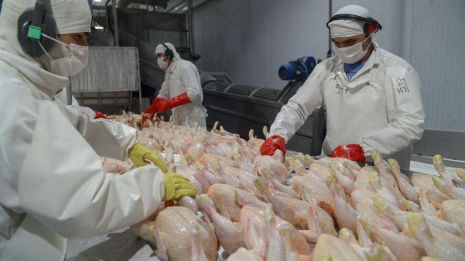 Argentina logró la reapertura del mercado de productos avícolas del Reino Unido