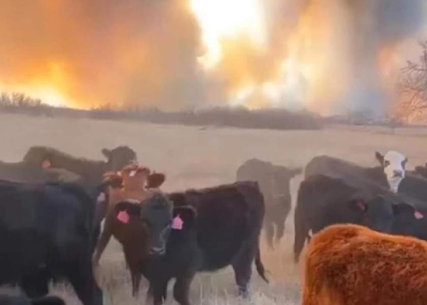 Incendios forestales en Texas y Oklahoma: Una amenaza para residentes y ganado