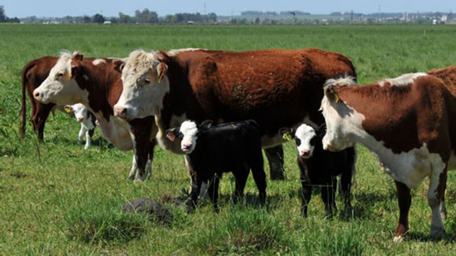 Argentina enfrenta pérdida de competitividad en el mercado de carnes del mercosur por caída de los dólares financieros