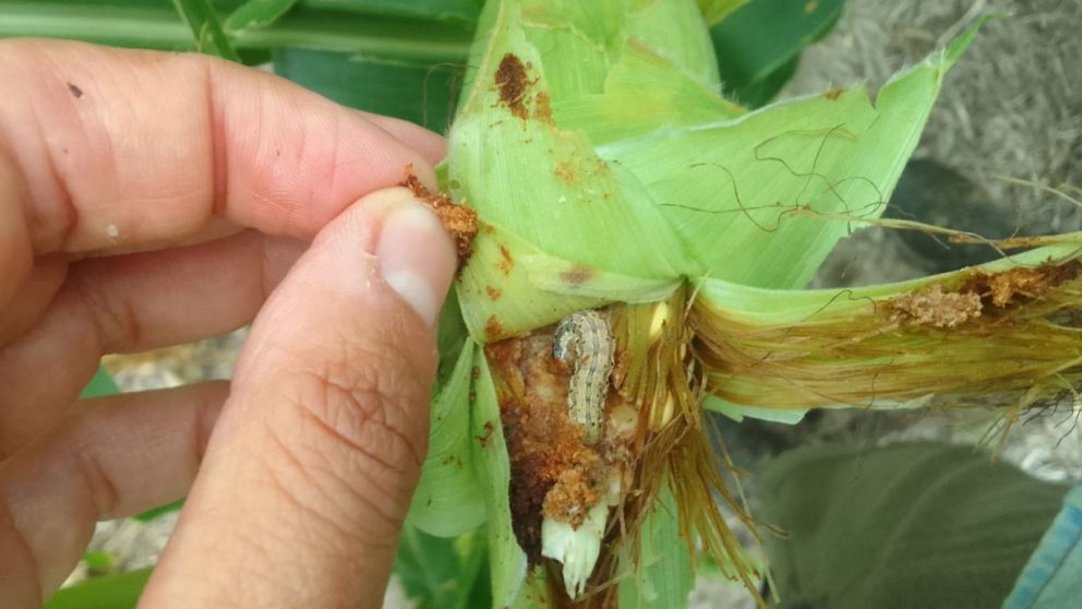 Alerta en el Agro: Oruga de la espiga compromete la eficacia de la tecnologa Bt en maces
