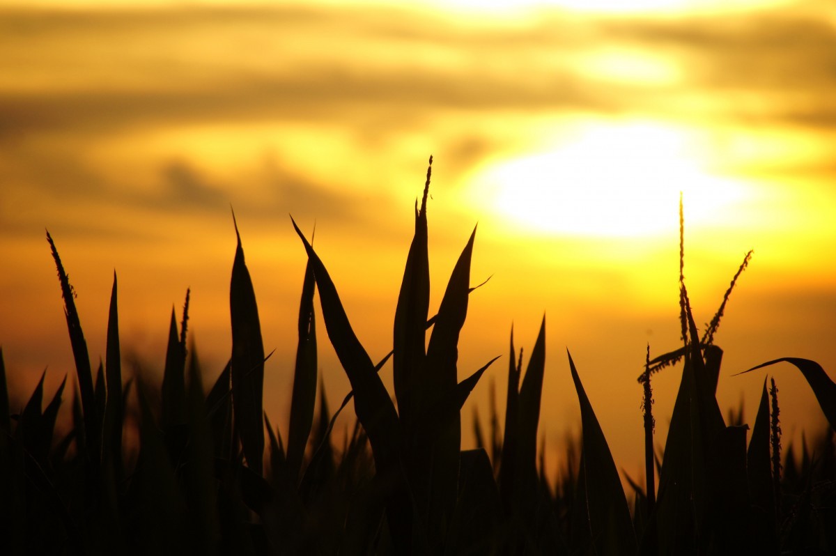 Otoño en Argentina: Entre récords de calor y el impacto de El Niño en disipación