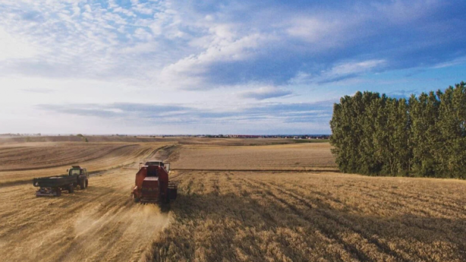 Impacto de la baja en precios en las estrategias de venta de los productores agrícolas
