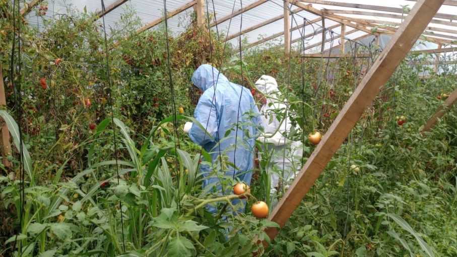 Virus rugoso del tomate: Monitoreos en lotes hortícolas de la provincia de Buenos Aires
