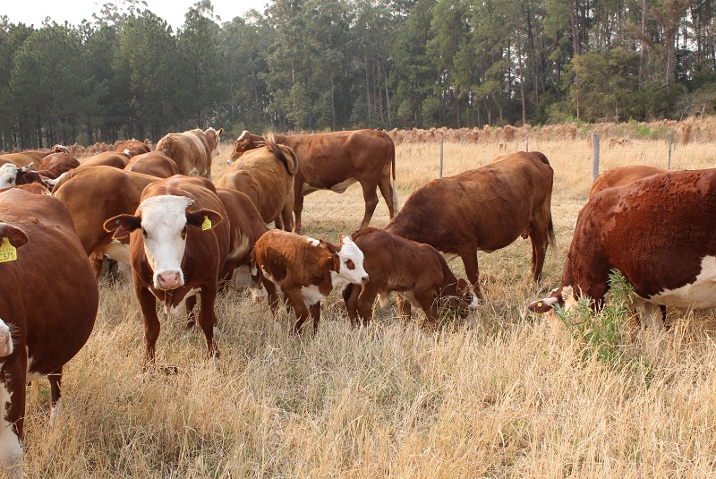 Impulsando la producción y exportación de Carnes en Argentina: Un enfoque en el empleo y la innovación