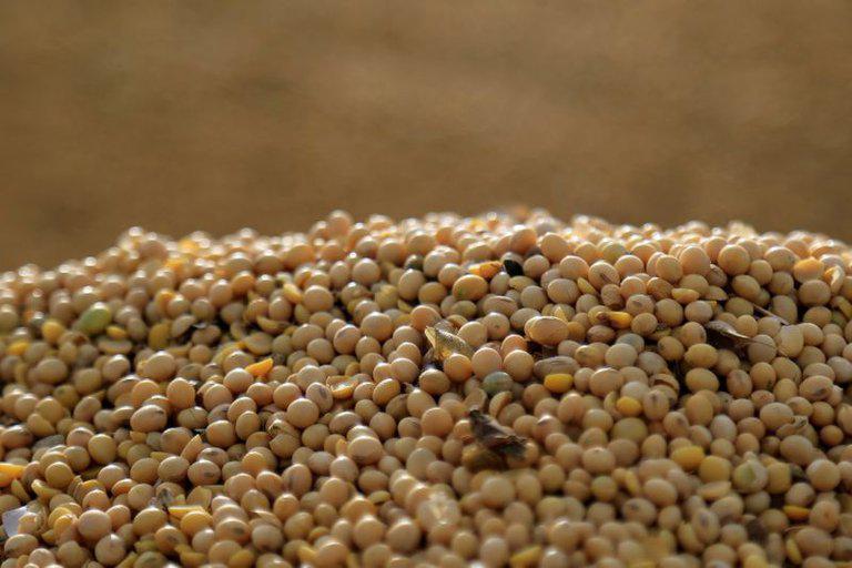 Dudas y desafíos en el Ciclo 2024/25: Perspectivas y preocupaciones para el sector agropecuario