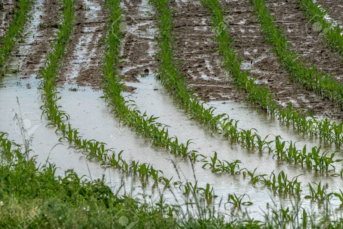 Lluvias excesivas en la región Este: Riesgos y pronóstico del tiempo