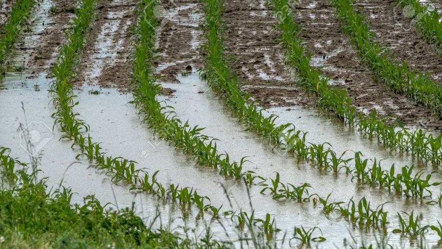 Lluvias excesivas en la región Este: Riesgos y pronóstico del tiempo