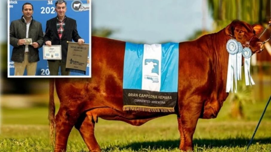 Sol, una vaca brangus fue coronada como " Miss World " en la Brangus Breeder
