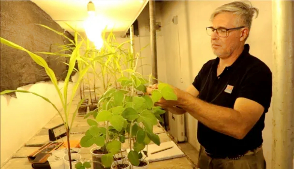 Presentan un biofertilizante para una producción vegetal más eficiente