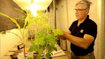 Presentan un biofertilizante para una producción vegetal más eficiente