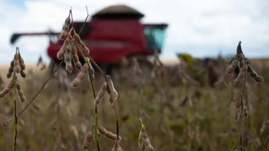 Uruguay anticipa cosecha récord de soja tras superar sequía devastadora