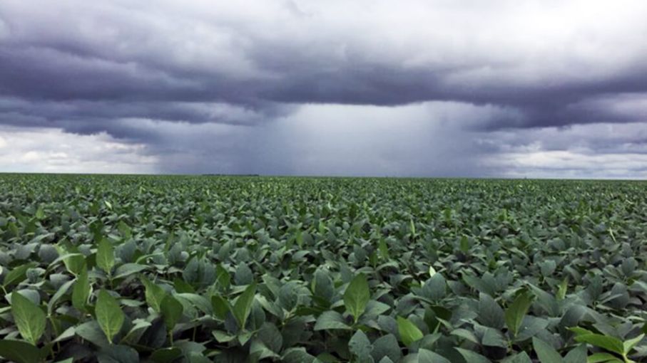 Lluvias de abril: un doble filo para la cosecha gruesa y una ventana de oportunidad para el trigo 2024/25