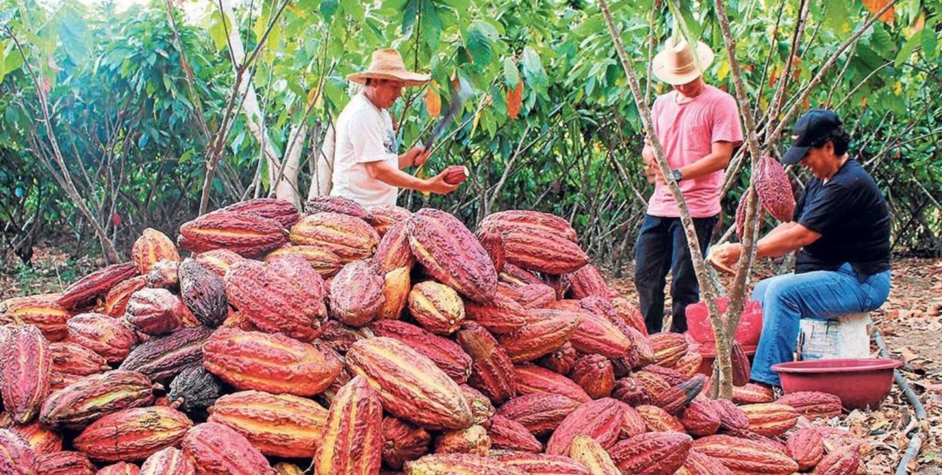 Precios récord del cacao ofrecen oportunidad uÚnica para productores Latinoamericanos