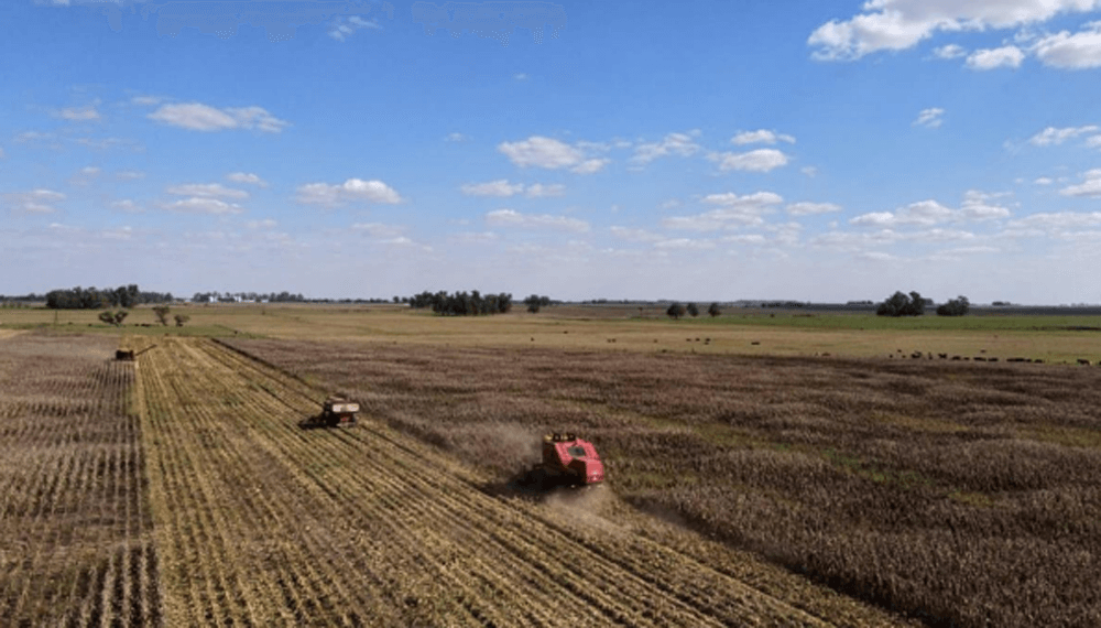 Revés climático y económico: Cómo afectan las últimas lluvias y el dólar a la cosecha Argentina