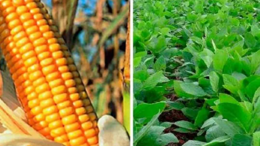 Agricultura Argentina frente a desafíos climáticos y de Mercado