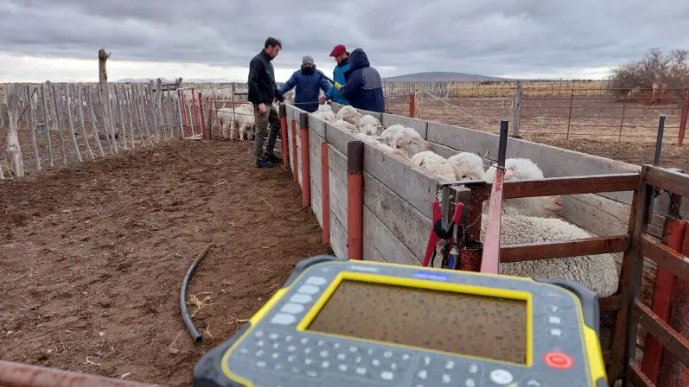 Revolución tecnológica en el manejo ovino: La esquila avanza hacia la sustentabilidad y eficiencia