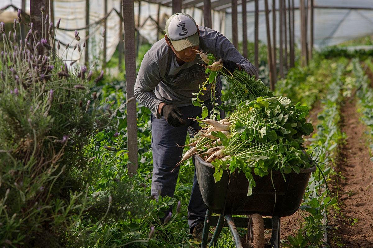 El gobierno intervino el Instituto de Agricultura Familiar, Campesina e Indígena