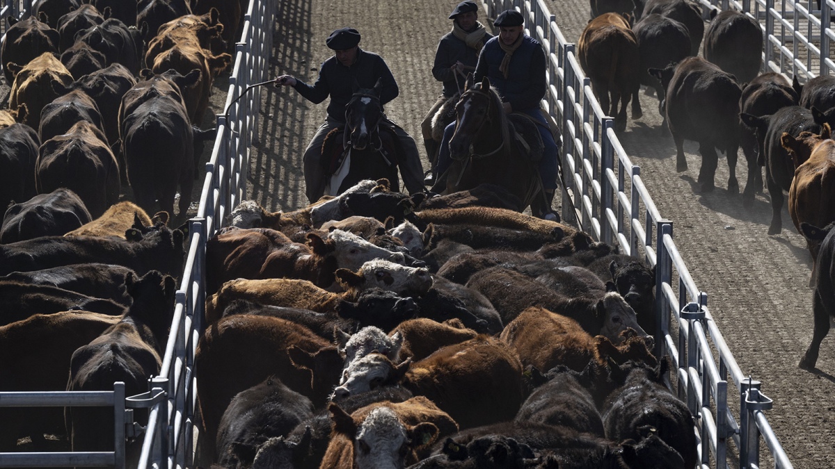 Cañuelas: selectividad y baja de precios impactan el mercado por menores ventas en carnicerías