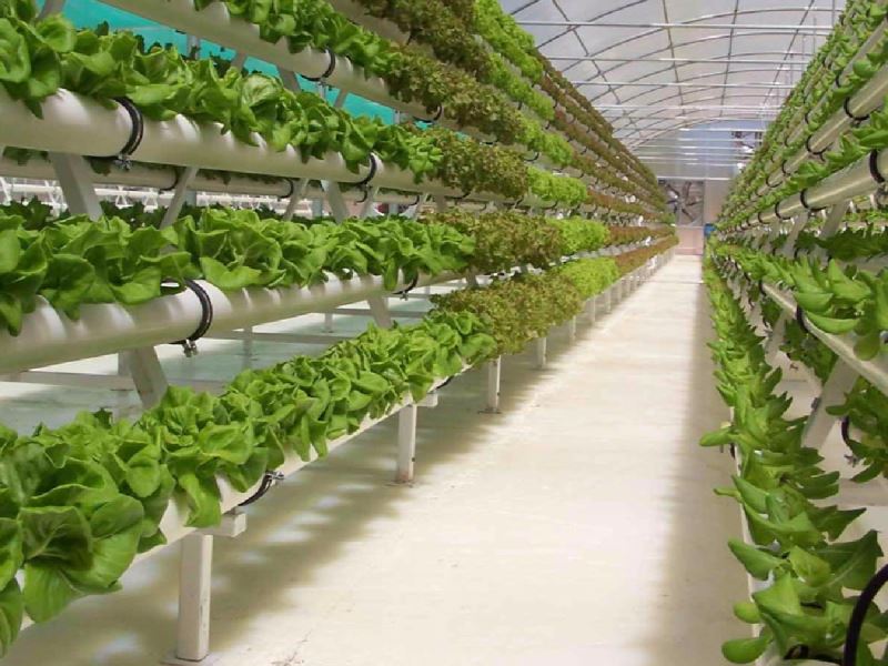  Construyen tercer módulo para producción de verduras frescas en la Antartida