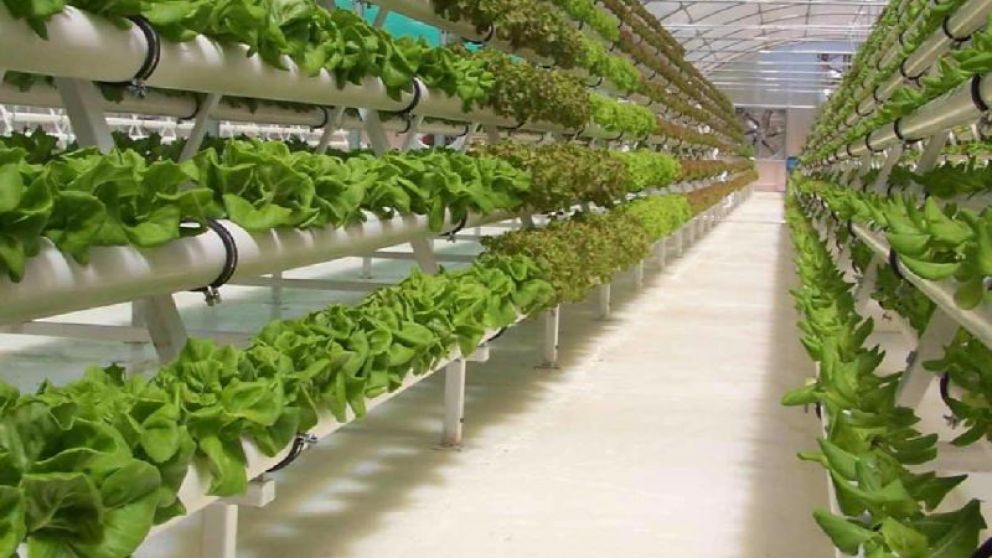 Construyen tercer mdulo para produccin de verduras frescas en la Antartida