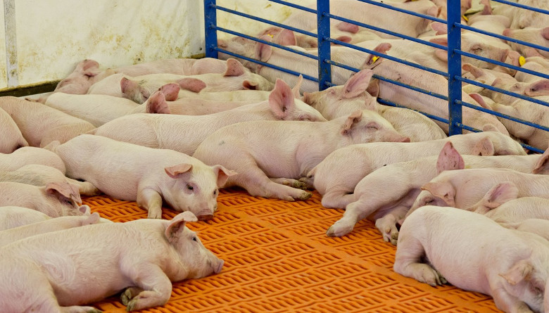 Los productores estadounidenses quieren mejorar el sistema de trazabilidad de los cerdos