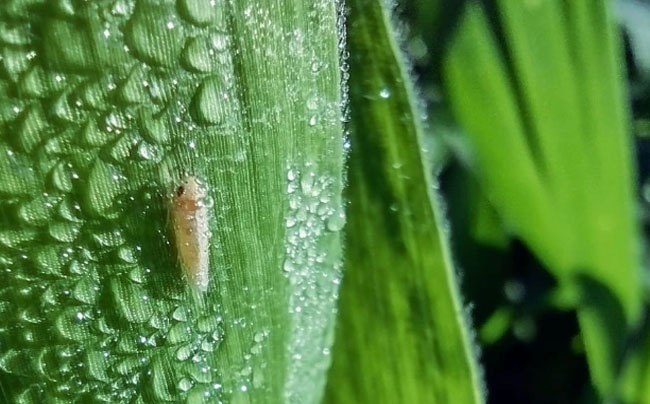Alerta en los Campos: La Invasión de la chicharrita del maíz amenaza la producción Nacional