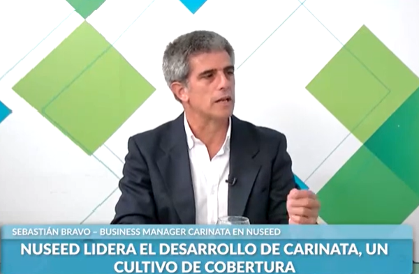 Carinata en Argentina: Un desafío hacia la sostenibilidad y la innovación agrícola