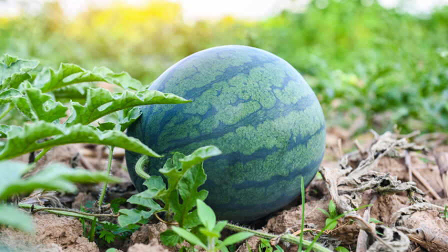 Innovador proyecto del INIA para fortalecer el sistema inmune de melones y sandías con hongos endófitos