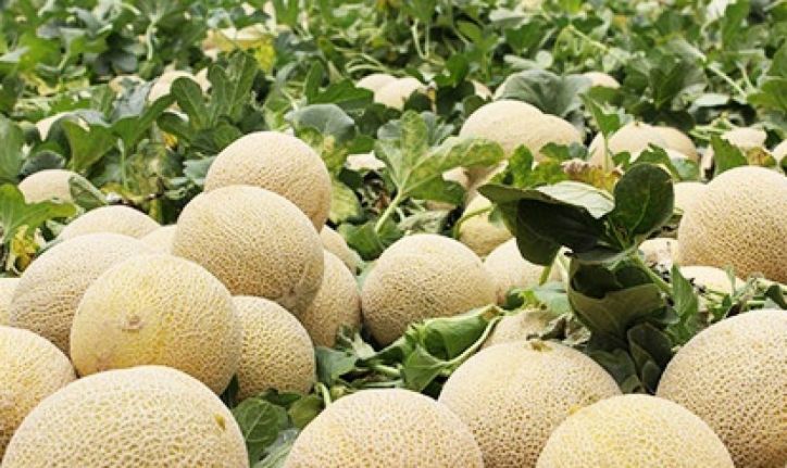 Innovador proyecto del INIA para fortalecer el sistema inmune de melones y sandías con hongos endófitos