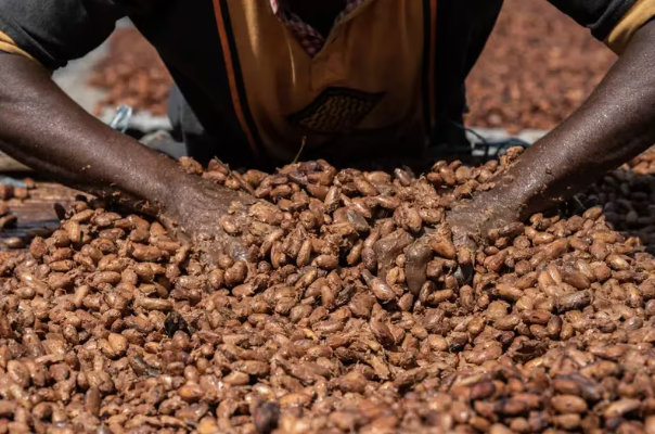 El precio del cacao alcanza niveles récord afectando el mercado del chocolate