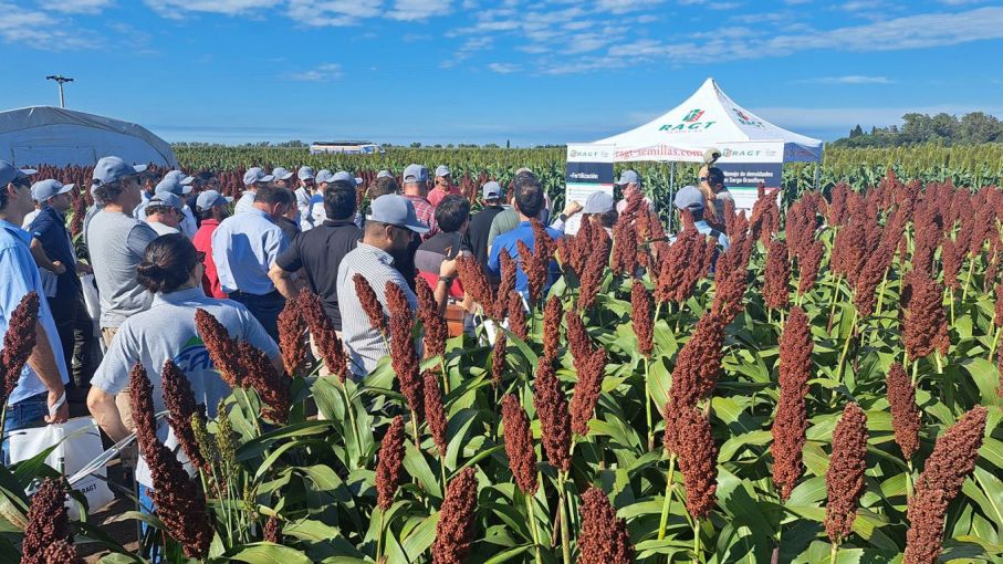 Descubri cómo el sorgo se transforma en oro verde: Innovaciones y rentabilidad reveladas en Expo RAGT