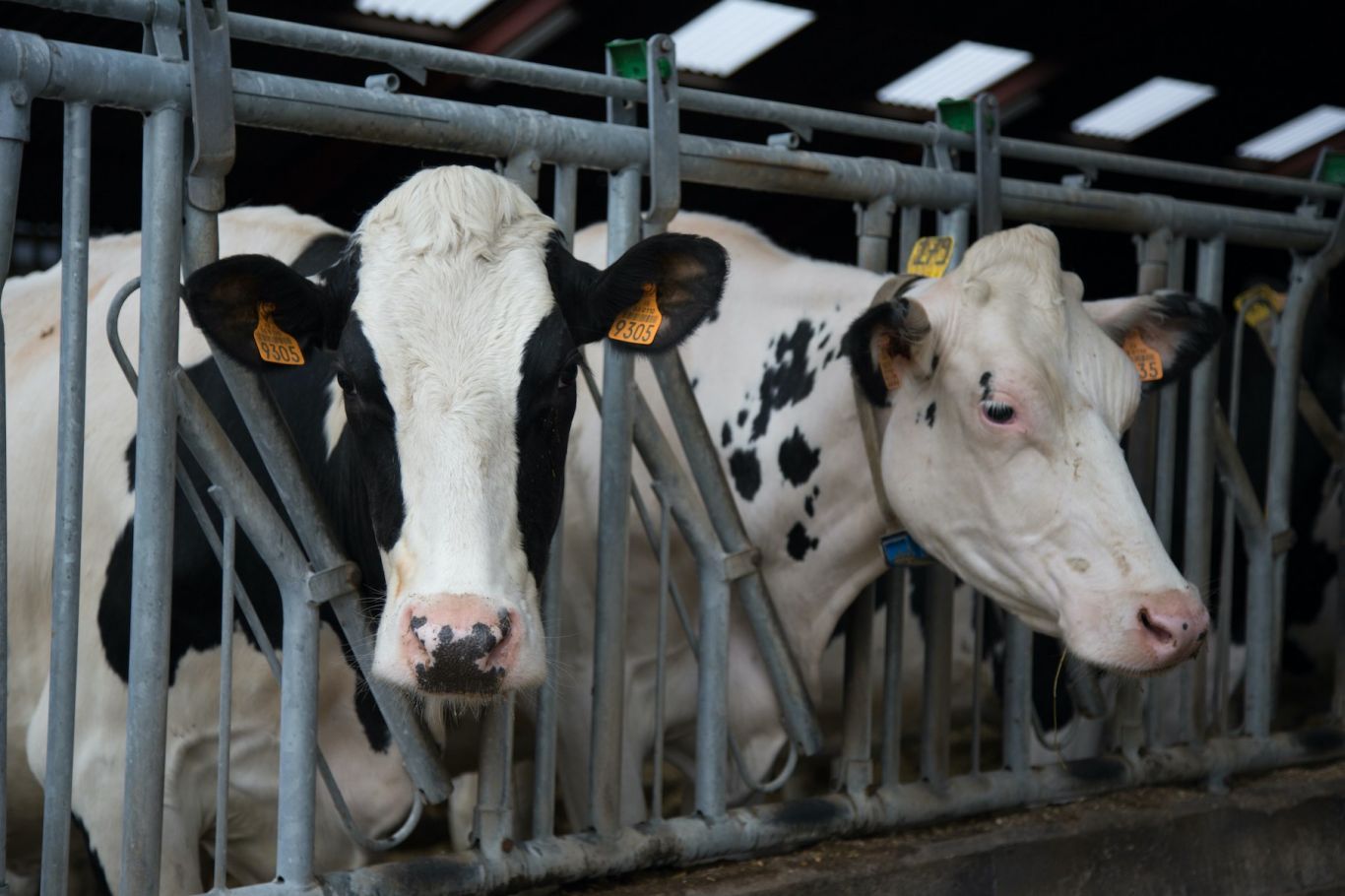Alerta en el eector agrícola: Enfermedad misteriosa de influenza aviar afecta ganado lechero en Texas y Kansas - Descubre el impacto y cómo proteger tu rebaño