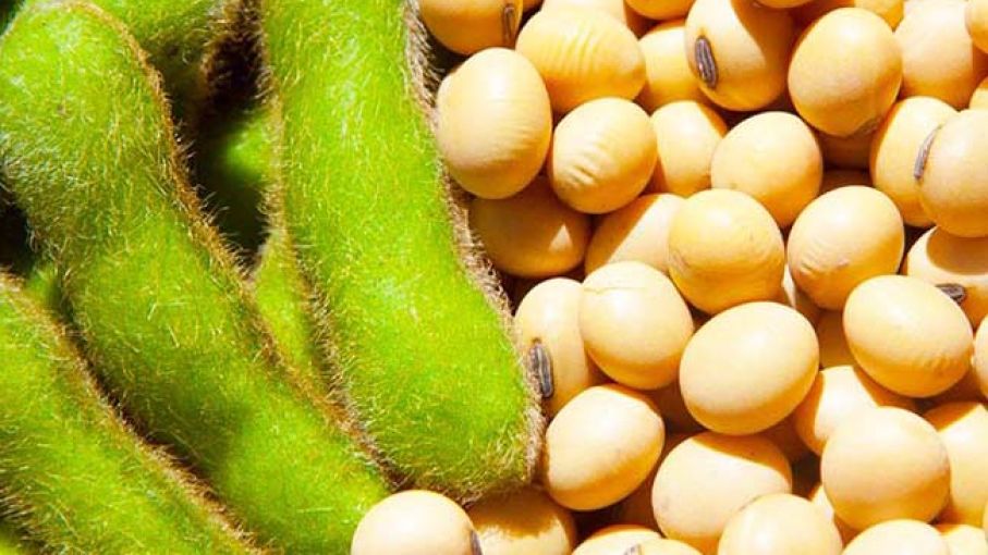 Uruguay se prepara para una cosecha récord de soja tras un año de sequía brutal