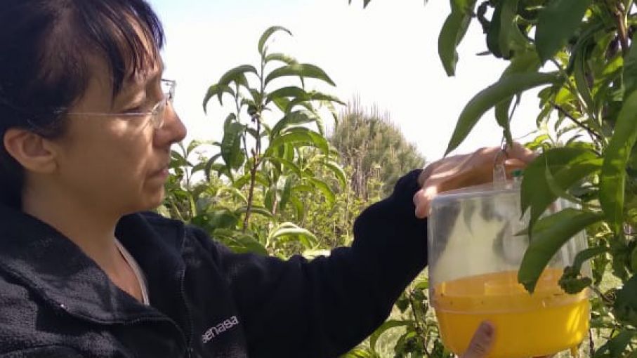 Medidas sanitarias para resguardar las áreas protegidas contra mosca de los frutos
