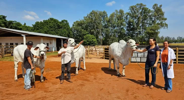 Cómo Bolivia se convierte en el epicentro Latinoamericano de la genética Bovina: Una revolución agropecuaria