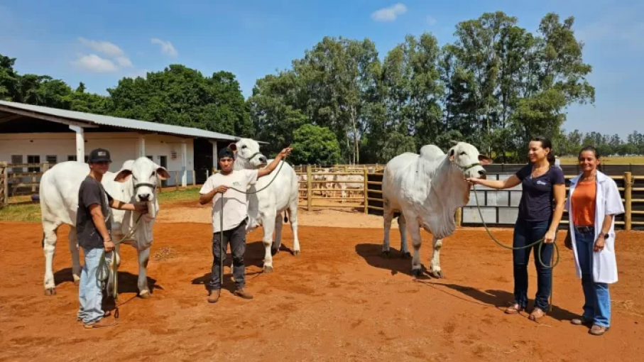 Cómo Bolivia se convierte en el epicentro Latinoamericano de la genética Bovina: Una revolución agropecuaria
