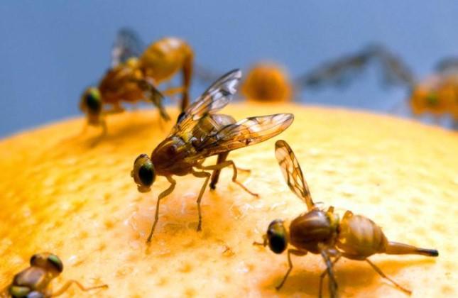 Argentina refuerza la trazabilidad de las frutas y hortalizas con una nueva etiqueta